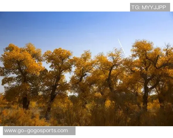 足球防反战术解析与实战应用技巧全面指南